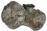 Sauropod (Barosaurus?) Distal Caudal Vertebra - Wyoming #377913-4